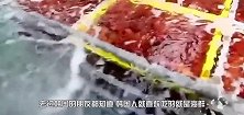 韩国人工养殖“海菠萝”一串就有20多米长，跟菠萝长的像吗