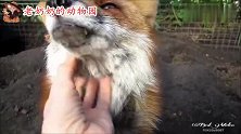 家养的狐狸太受宠，小家伙一脸享受的样子