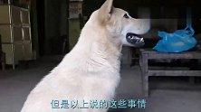 田园犬有规矩，主人不把食物放在地上它是不会吃的，难怪说通人性