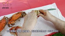 会开椰子的椰子蟹，破坏力真是太吓人了，一招就能夹开椰子！