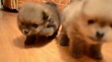 四只狗宝宝学走路，毛茸茸的小家伙们简直萌炸了