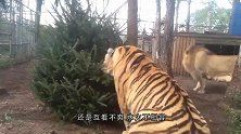 狮子园中关进一只新老虎，雄狮立马上前对视，大战一触即发！