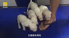 阿根廷杜高犬产10奶狗，一家萌萌哒