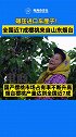 6月，烟台进入“樱桃时间”，供给全国近7成樱桃，能铺满2000个足球场。