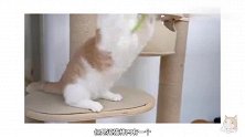 一屋子狗尾巴草，猫疯狂开吃！