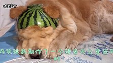 主人怕金毛太热，给做了个绿帽子，金毛不领情，太好笑了