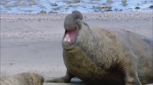 世界最大海豹，像一辆卡车，真吓人！(1)