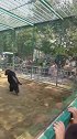 动物园最淘气的猩猩，没有被它扬过沙，都对不起门票钱！