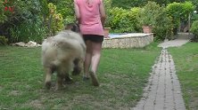 雄狮一般的高加索牧羊犬，臣服于女主人，训练得服服帖帖