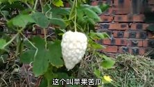 农村的夜饭，虽然没有猪肉，一家人照样吃得很欢
