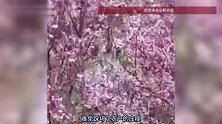 湖南一地村干部砍樱花树阻止游客赏花？村支书回应