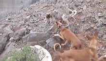 数十条猎犬围捕一只鹿，多条失足坠崖，让人不忍直视！
