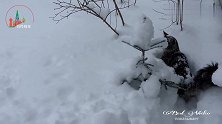 猫咪就想静静的趴在雪堆里,烦人的小柯基犬总来“骚扰”它
