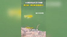 河南洛阳一水潭惊现金色发光锦鲤