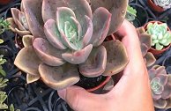 买多肉植物怎么挑选？这样挑出来的多肉才是最健康的