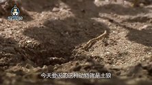 土狼以白蚁为食，一晚上能吃掉30万只白蚁，而且一夫一妻制