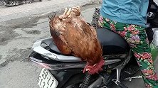 厉害了！喜欢坐摩托车兜风的大公鸡，亮瞎了的我的眼！