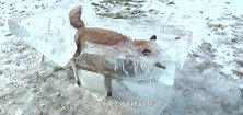驼鹿不小心掉入冰窟窿，女子冒险砸冰相救，镜头记录全过程