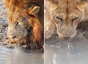 南非：一只小乌龟试图赶走喝水的狮子，主动游到狮口之下“示威”