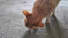 农村黄狸猫爱吃鸭肉，看它吃得津津有味，吃完了还不忘洗一下脸