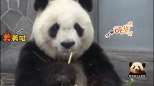 吃播中的熊猫旦旦尽心尽力卖萌，娃娃脸可爱得冒泡