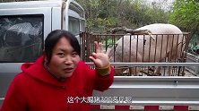 胖妹回娘家，帮忙逮年猪，5人差点没抬动，一家人忙半天，真热闹