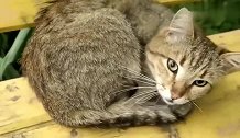 狸花猫，小流浪猫把长椅当自己家，天天带着这等着有人给它喂食