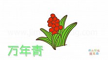 植物简笔画大全，画漂亮的万年青简笔画