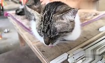 论猫奴的自我修养,你的撸猫姿势正确吗