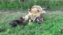 捕食者与猎物也能做朋友还一玩玩玩具，网友这样的狮子像只大猫