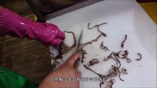 大妈街边卖生猛海鲜，趁着没死透端上桌，顾客：还在动呢！