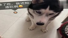今有二哈让肉！主人让二哈出让肉干，二哈一脸不愿意