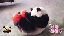 胖嘟嘟的熊猫宝宝圆仔手脚并用玩串珠，圆滚滚的身材超可爱