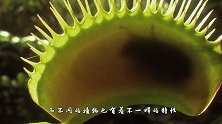 食人花真的会咬人吗，小伙把手伸进去测试，结果后悔都来不及