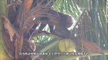 大叔迫使猴子每天摘上百个椰子，气的猴子用椰子砸向主人！
