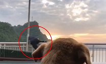女子拍风景意外拍下男子翻护栏跳江 车内狗狗都惊呆了