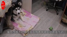 雪橇犬哈士奇终于看到雪，根本控制不了自己-来啊，快活啊！