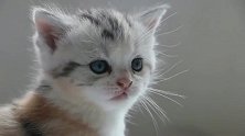 单身久了， 看一只猫都眉清目秀的