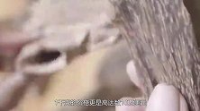 沉香每克最高能卖到数万美金，挖一挖沉香的秘密