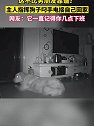 湖北宜昌：女子用监控指挥狗子接自己回家，结果狗狗秒懂