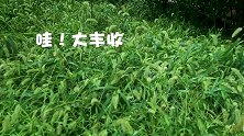 狗尾巴草也能吃？扔进油锅一炸，味道一辈子忘不了！