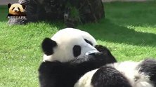 熊猫宝宝抱着盆盆爱不释口，萌到不行：洗碗，熊家可是专业的！