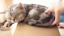 我家猫有强迫症！越小越难钻的盒子它喜欢去挑战！