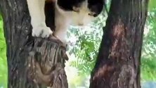 太淘气了，喜欢爬树，上蹿下跳的奶牛猫！