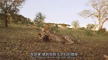 大猫终极猎食者：猎豹捕捉猎物的速度真是快