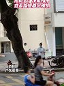 广东深圳：鸟儿袭击路人，没戴帽子或走路慢都会被抓