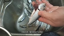 一斤一元的油鱼吃过没，识货的都说鲜嫩，做给孩子当零食吃