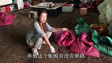 养殖蚯蚓没销路？看完小妹的出货量，你就没有心动吗？