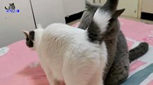 猫妈见猫爸热情套近乎，听主人说跟几只胖儿子合影，猫爸立刻崩溃