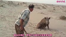 爆笑：野猪不发威你当我是家猪啊